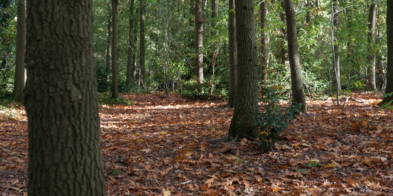 Blog foto-1