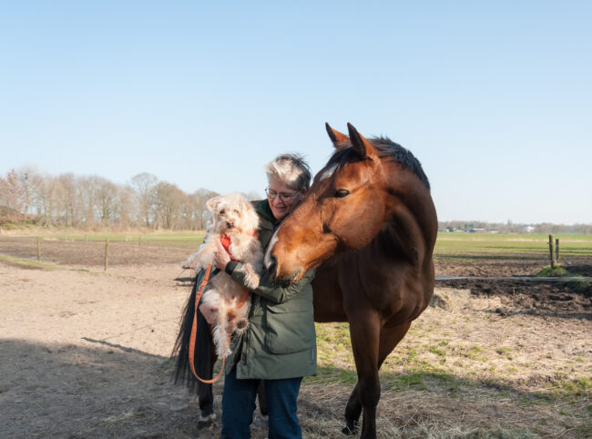 Tiesz Blog paarden