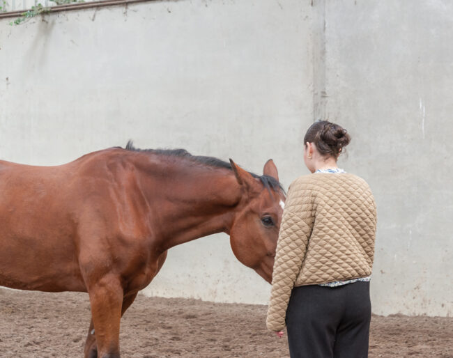 Paarden coaching by Tiesz