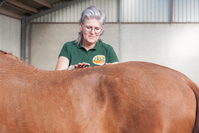 Paard naar Tiesz