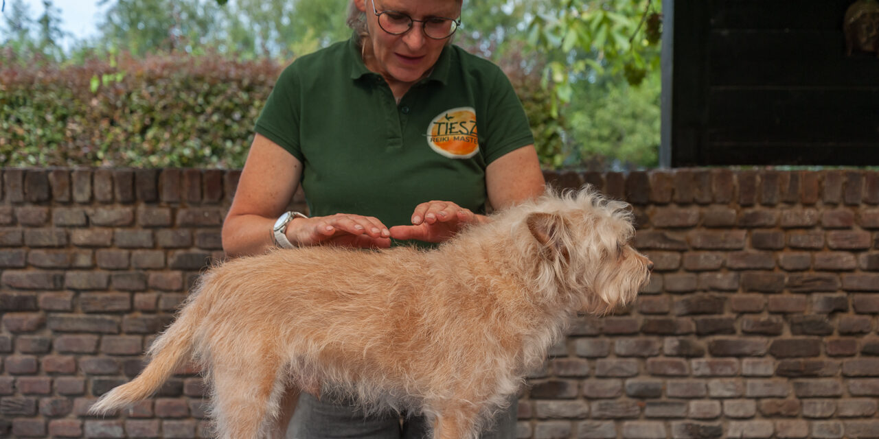 Healing dier en mens-1